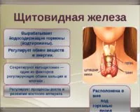 Как устроена и работает щитовидная железа